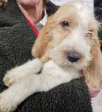 petit basset grifon vendeen puberhondjes   november 2024, België, 15 weken tot 1 jaar, Overige rassen, HCC (leverziekte)