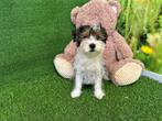 Biewer Yorkshire Terrier pups, Dieren en Toebehoren, CDV (hondenziekte), Meerdere, 8 tot 15 weken, Meerdere dieren