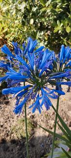 Agapanthus 4 stuks  .4tot 8 bloemen/plant, Ophalen