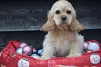 Amerikaanse cocker pups, Dieren en Toebehoren, 15 weken tot 1 jaar, Buitenland, CDV (hondenziekte), Meerdere