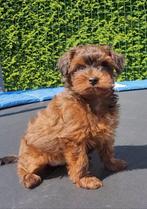Schattige hypoallergene mini pups, België, Fokker | Hobbymatig, Overige rassen, CDV (hondenziekte)