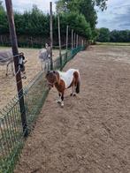 mooi dekhengstje, Dieren en Toebehoren, Pony's, Hengst, A pony (tot 1.17m), Gechipt, 7 tot 10 jaar