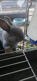 Gratis konijntjes, Dieren en Toebehoren, Mannelijk, Klein, 0 tot 2 jaar