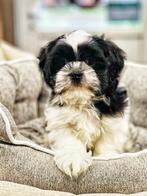 Belgische shih-tzu pupjes te koop, Dieren en Toebehoren, België, Overige rassen, CDV (hondenziekte), 8 tot 15 weken