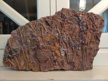 Groot en zwaar stuk met vele zeeleliestengels - crinoïden beschikbaar voor biedingen