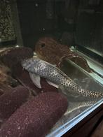 L075 pleco