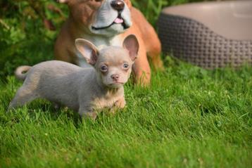 Chiots Chihuahua disponibles