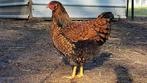 Wyandotte haan goud zwart, Dieren en Toebehoren, Pluimvee