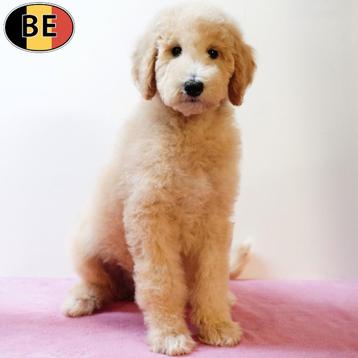 Koningspoedels - elegante pups te koop (Belgisch) beschikbaar voor biedingen