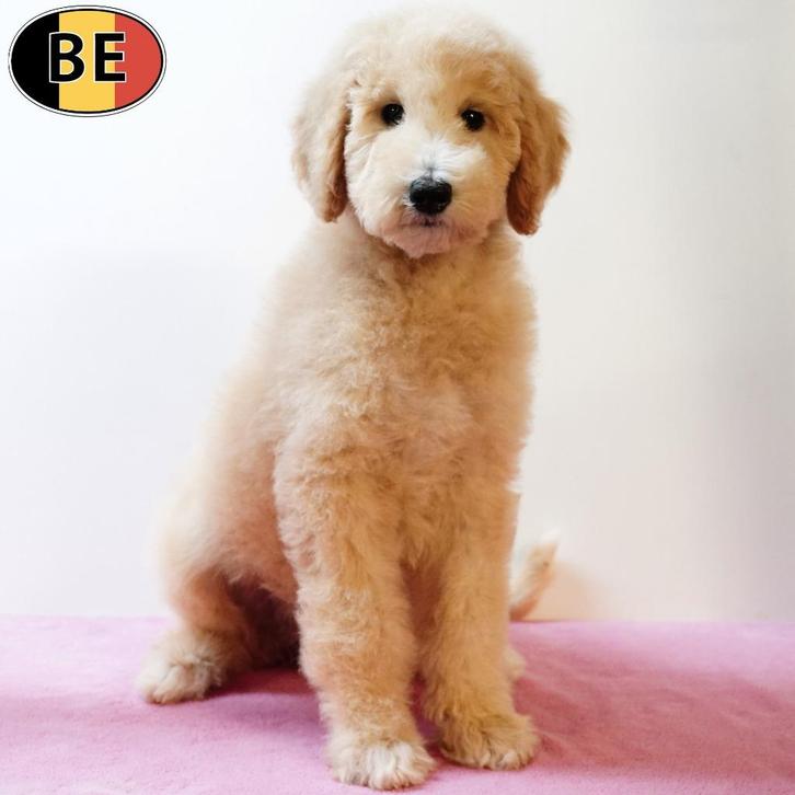 Koningspoedels - elegante pups te koop (Belgisch), Dieren en Toebehoren, Honden | Chihuahua's en Gezelschapshonden, Meerdere dieren