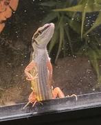 Langstaarthagedis met terrarium, Dieren en Toebehoren, Reptielen en Amfibieën, Met terrarium