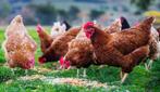 Leg kippen, Dieren en Toebehoren, Pluimvee