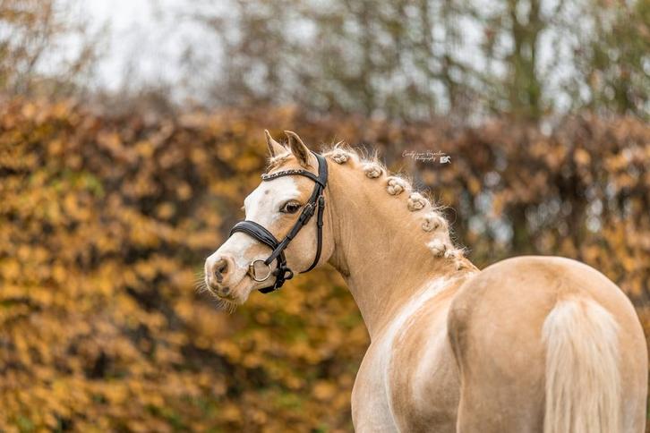 Sprookjes welsh a merrie 1.15 groot, Dieren en Toebehoren, Pony's, Merrie, B, A pony (tot 1.17m), 7 tot 10 jaar, Met stamboom