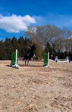 Cheval hongre pp, Dieren en Toebehoren, Paarden, Ruin, L