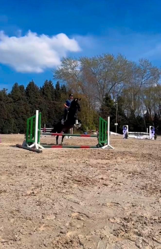 Cheval hongre pp, Dieren en Toebehoren, Paarden, Ruin, L