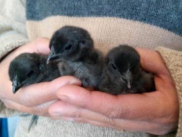 Poussins Ayam Cemani disponible aux enchères