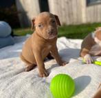 Prachtige Amerikaanse Stafford pups( beige ), Dieren en Toebehoren, Honden | Jack Russells en Terriërs, België, CDV (hondenziekte)