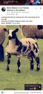 Gezocht zwoeger vrij bonte bok   0483064485, Dieren en Toebehoren, Paarden