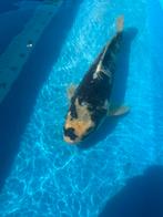 Budo Goromo Koi 45cm, Karper of Koi