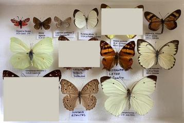 VLINDERS, 3 € / specimen beschikbaar voor biedingen