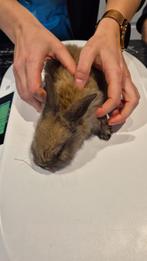 Baby Vlaamse reuzen, Animaux & Accessoires, Lapins