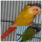 Couple conures molinae, Mâle