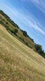 GEVRAAGD: een super (verkeers)makke pony, Dieren en Toebehoren