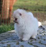 Pomeriaan pup, Dieren en Toebehoren, Parvo, België, Keeshond, Reu