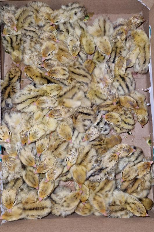 Kuikens Japanse kwartels (geb. 18/04), Dieren en Toebehoren