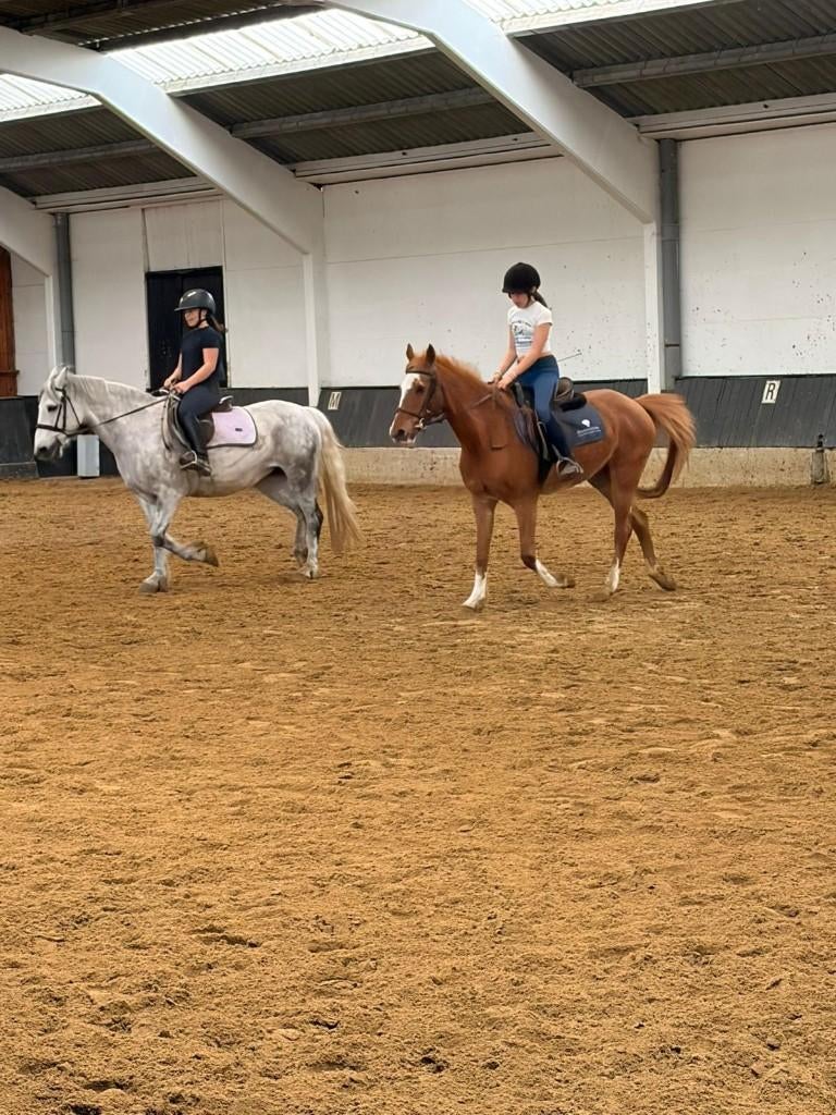 Halvestal paard gezocht