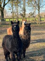 Alpaca merrie’s, Août, Femelle