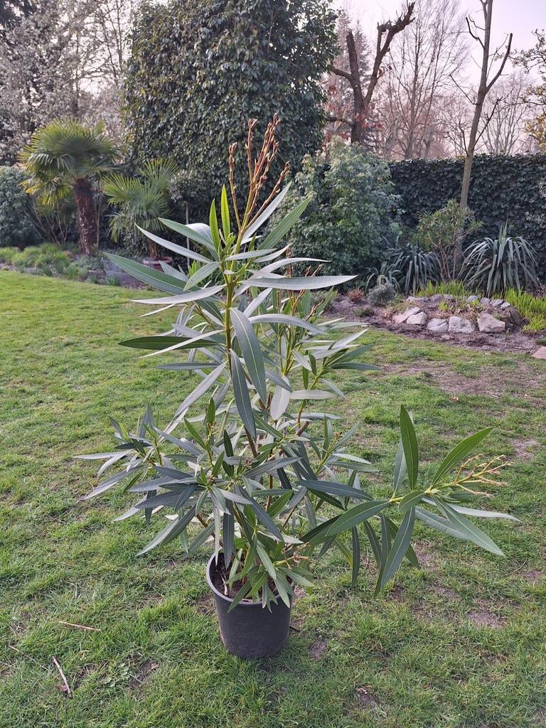 Roze oleander 120cm planthoogte., Ophalen, In pot
