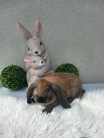 Franse hangoor ram, Mannelijk, Groot, Hangoor, 0 tot 2 jaar