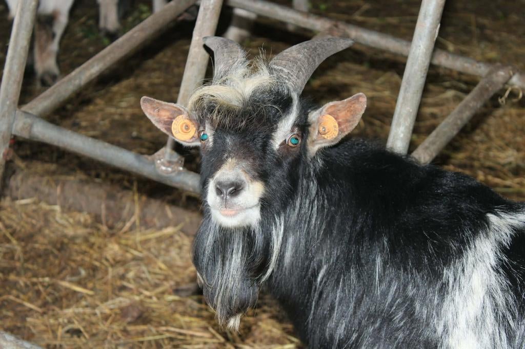 1-jarige bok, Animaux & Accessoires, Moutons, Chèvres & Cochons
