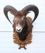 OPGEZETTE KOP MOEFLON RAM OP BEWERKT HOUTEN SCHILD, Ophalen of Verzenden, Gebruikt, Wild dier, Opgezet dier