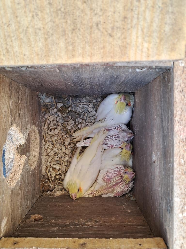 valkparkiet, Dieren en Toebehoren, Vogels | Parkieten en Papegaaien, Geslacht onbekend, Parkiet