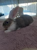 Duites reus mannetjes 7weken oud 25€