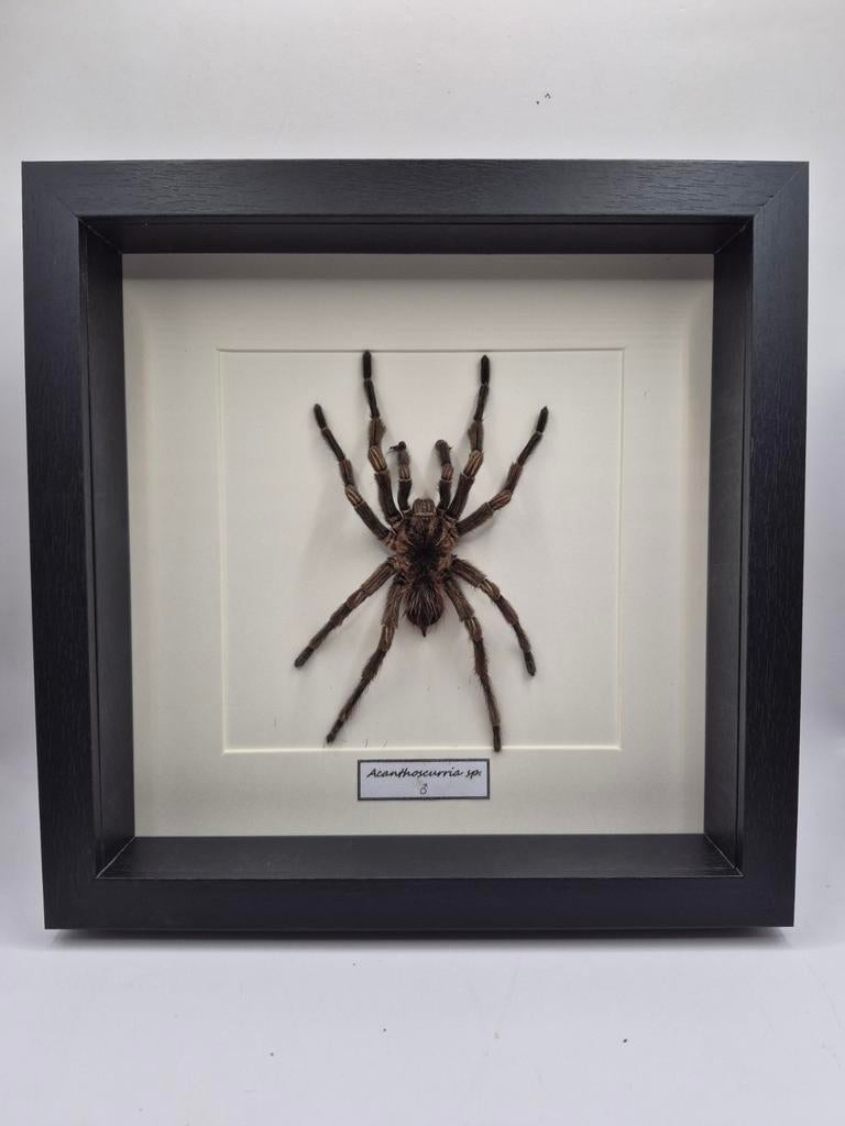 Mygale frameversiering, Ophalen of Verzenden