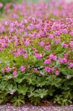 Geranium vaste bodembedekker, Tuin en Terras, Planten | Tuinplanten, Ophalen, Vaste plant, Bodembedekkers, Halfschaduw