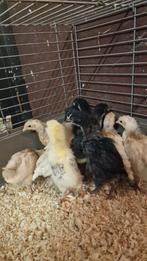 kuikens, Dieren en Toebehoren, Vrouwelijk, Kip