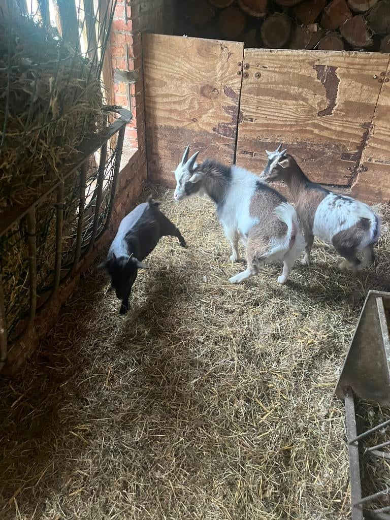 Mini Dwerggeitjes, Dieren en Toebehoren