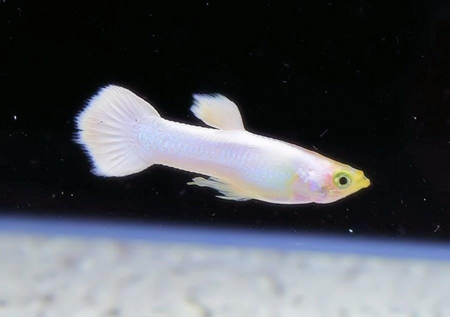 Snow white guppy 1 - albino algeneter 2 stuks, Animaux & Accessoires, Reptiles & Amphibiens