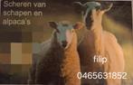 Scheren van schapen, alpaca's en lama's, Dieren en Toebehoren, Schapen, Geiten en Varkens