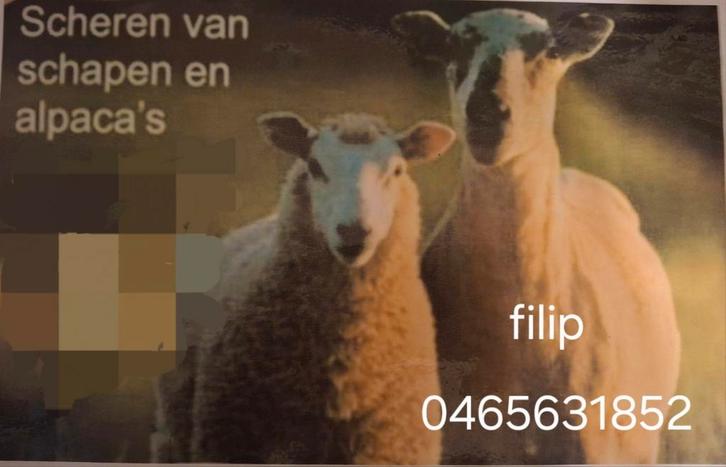 Scheren van schapen, alpaca's en lama's, Animaux & Accessoires, Moutons, Chèvres & Cochons