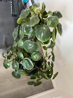 Pannenkoek plant te koop staan verschillende scheuten aan, Ophalen, Zo goed als nieuw