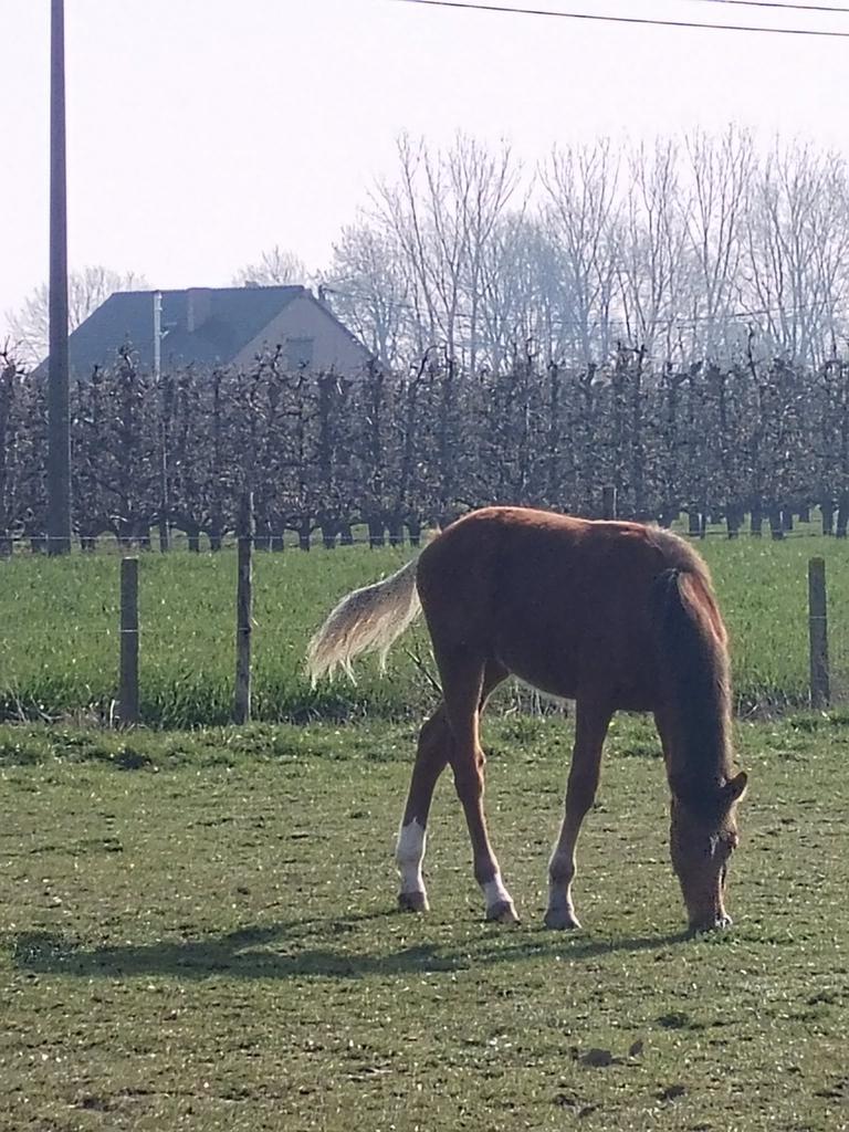 Veulen te koop, Dieren en Toebehoren, Juli, Mannelijk