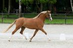 Prachtige welsh merrie, Dieren en Toebehoren, Pony's, Merrie, Met stamboom, 3 tot 6 jaar, C pony (1.27m tot 1.37m)