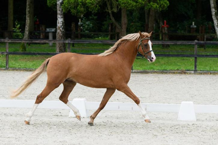 Prachtige welsh merrie, Dieren en Toebehoren, Pony's, Merrie, Onbeleerd, C pony (1.27m tot 1.37m), 3 tot 6 jaar, Met stamboom