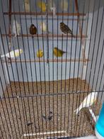 Mooien groote gezonde vogels kanaries, Dieren en Toebehoren