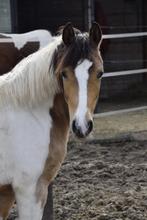 Knappe toekomstige sportpony!, Dieren en Toebehoren, Paarden, Merrie, 0 tot 2 jaar